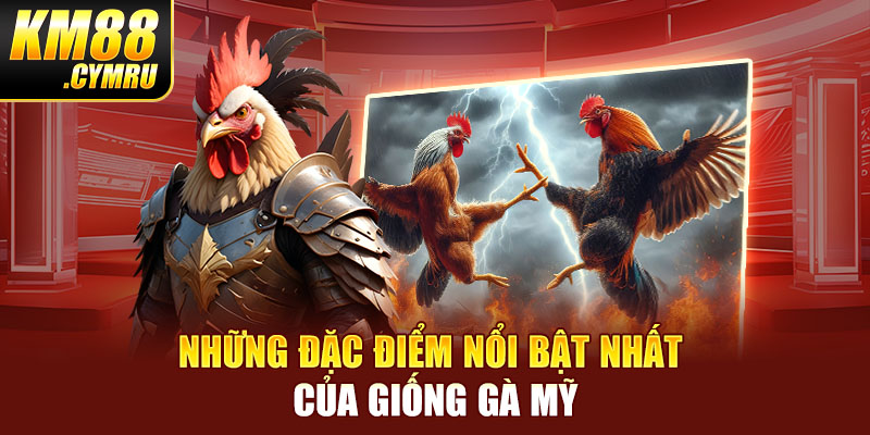 Những đặc điểm nổi bật nhất của giống gà Mỹ Những đặc điểm nổi bật nhất của giống gà Mỹ