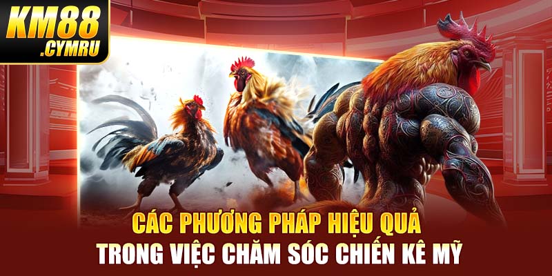 Các phương pháp hiệu quả trong việc chăm sóc chiến kê Mỹ Các phương pháp hiệu quả trong việc chăm sóc chiến kê Mỹ