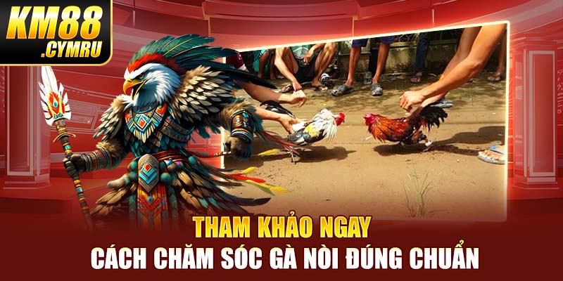 Tham khảo ngay cách chăm sóc gà nòi đúng chuẩn