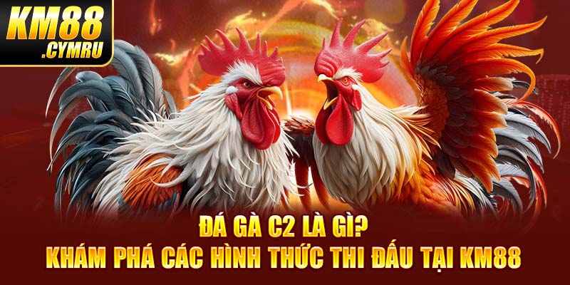 Đá Gà C2 Là Gì? Khám Phá Các Hình Thức Thi Đấu Tại KM88